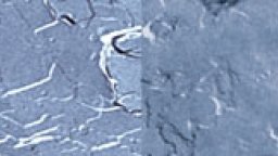 Dermavidulals